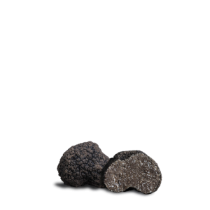 Uncinato Fresco (Tuber Uncinatum Chatin)