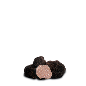 Truffle Scorzone - Tuber Aestivum Vitt
