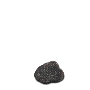 Black Tuber Melanosporum Vit