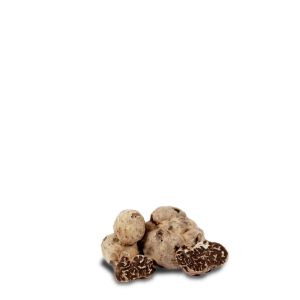 Bianchetto Truffle - Tuber Albidum Pico