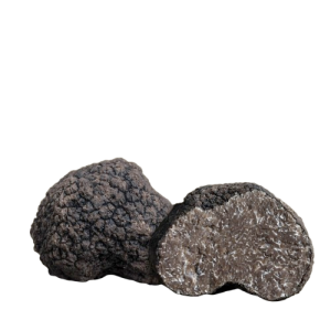 Uncinato Fresco (Tuber Uncinatum Chatin)